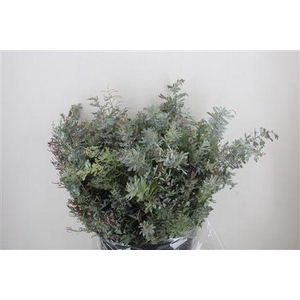 ACACIA BAILEYA BL BS