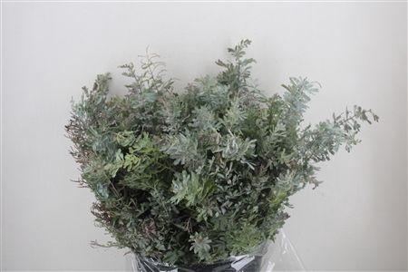 <h4>ACACIA BAILEYA BL BS</h4>