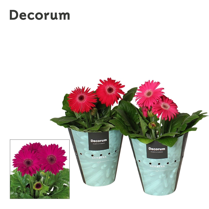 <h4>Gerbera 2+ bl. 12cm paars (div. kleurtinten) in potcover Decorum</h4>