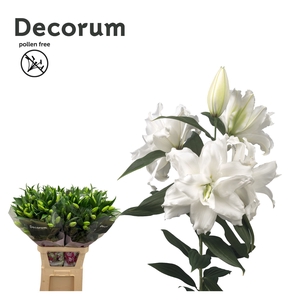 LI ROSELILY DEJIMA 4 knop