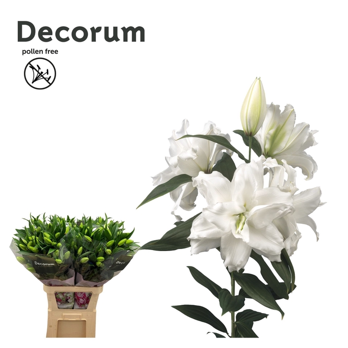 <h4>LI ROSELILY DEJIMA 4 knop</h4>