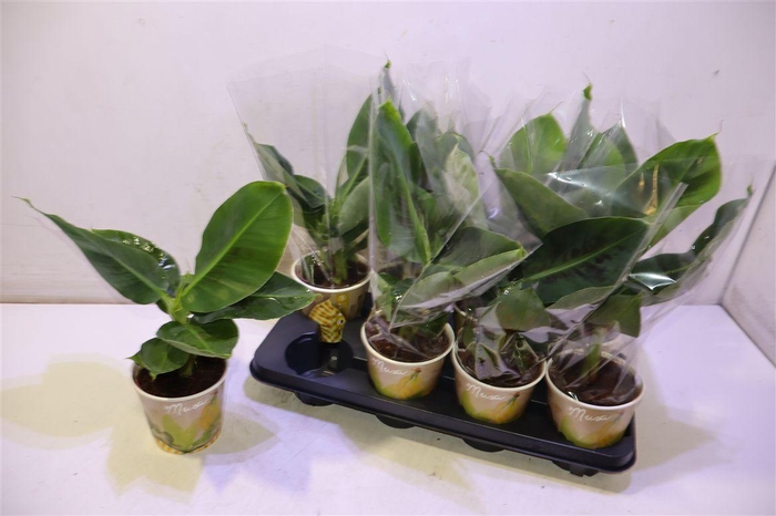 <h4>Musa Tropicana</h4>