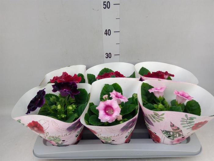 <h4>Sinningia   ...mix</h4>