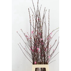 PRUNUS TRILOBA VERTAKT 120CM