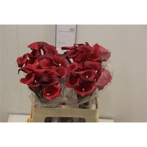 Zant Red Charm