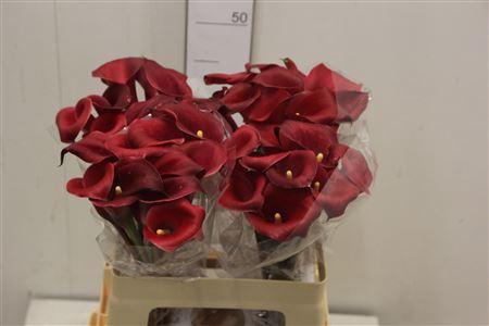 <h4>Zant Red Charm</h4>