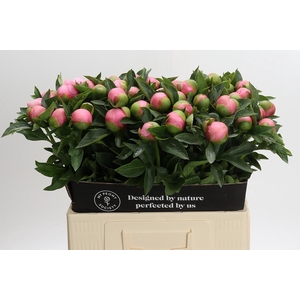 Paeonia (Herb. Hybrid Grp) 'Etched Salmon'
