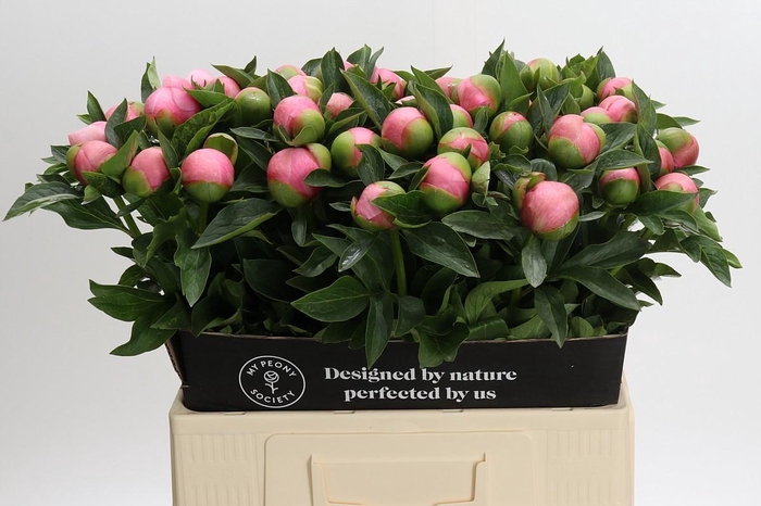 <h4>Paeonia (Herb. Hybrid Grp) 'Etched Salmon'</h4>