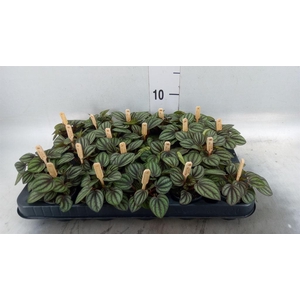 Peperomia albov. 'Piccolo Banda'