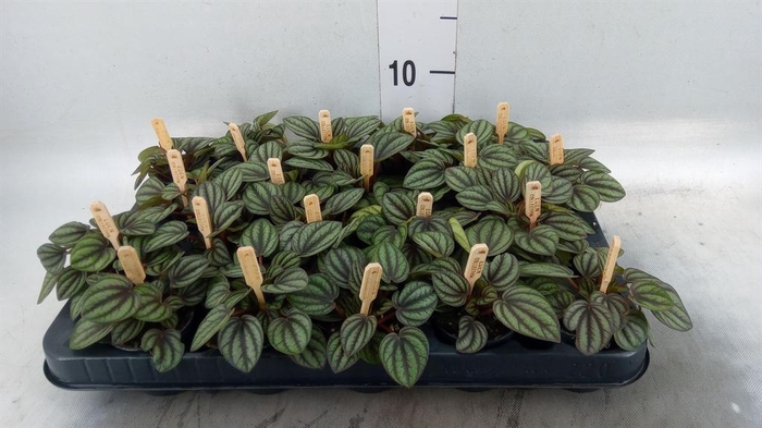 <h4>Peperomia albov. 'Piccolo Banda'</h4>