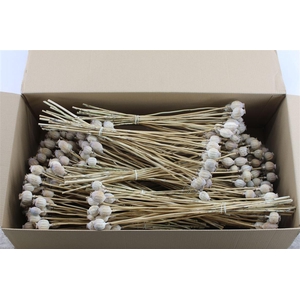 Papaver Box