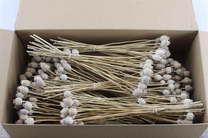 <h4>Papaver Box</h4>