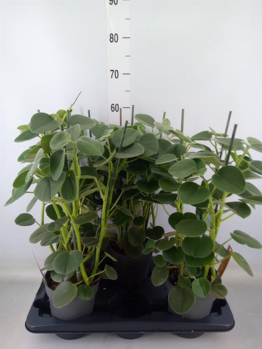 <h4>Peperomia</h4>