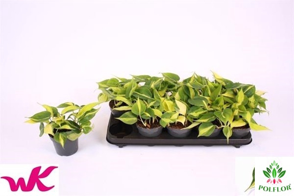 Philodendron Scandens Brasil 12Ø 20cm