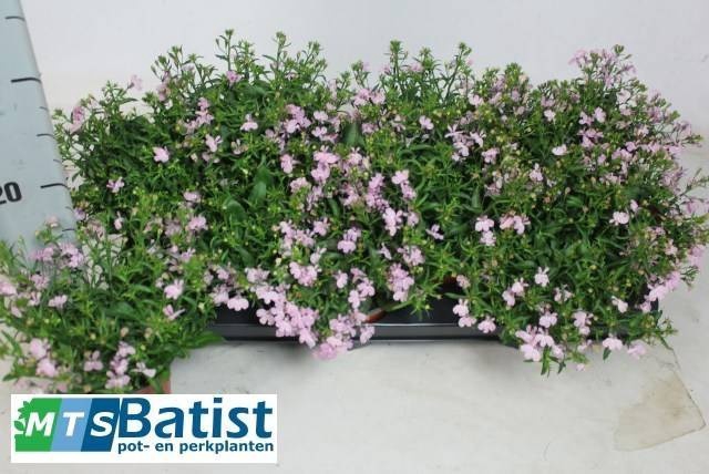 <h4>LOBE ER RIVIERA ROSE</h4>