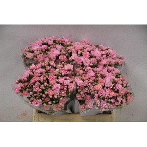 Kalanchoe taffy pink meadow