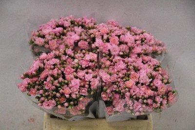 <h4>Kalanchoe pink light</h4>