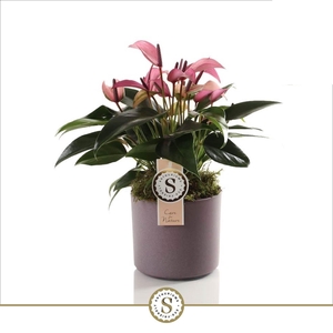 Bari keramiek Purple - Zizou 12cm