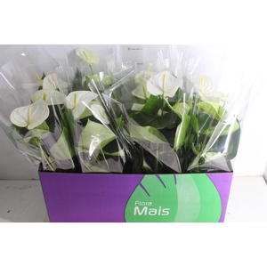 ANTHURIUM SAMORA P15