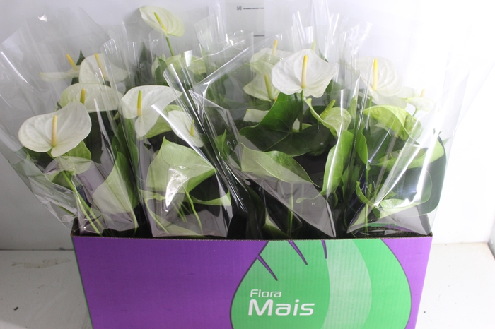 <h4>ANTHURIUM SAMORA P15</h4>