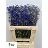 Delphinium Be Volkerfrieden