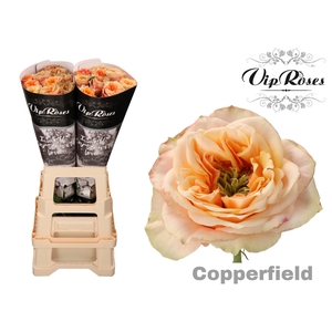R GR COPPERF SUMMERH x 20