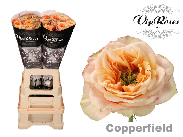 R GR COPPERF SUMMERH x 20
