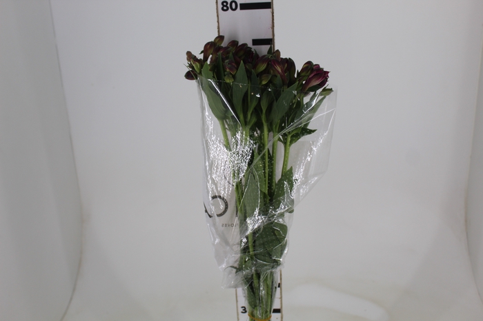 <h4>ALSTROEMERIA NAPOLI 080 CM</h4>