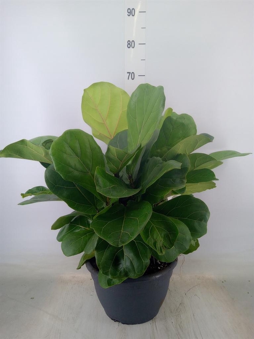 <h4>Ficus lyrata</h4>