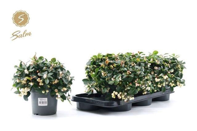 <h4>GAULTHERIA WHITE P15</h4>