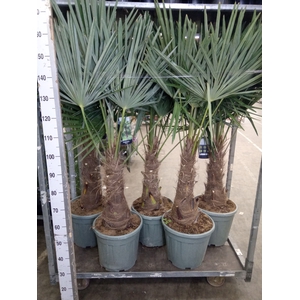 Trachycarpus fortunei