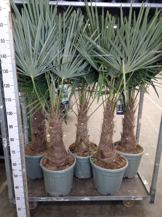 <h4>Trachycarpus fortunei</h4>