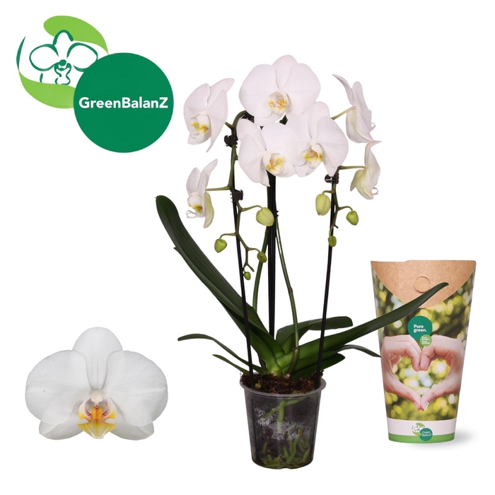 <h4>Phal Casc Wit 2 Tak Potcover</h4>