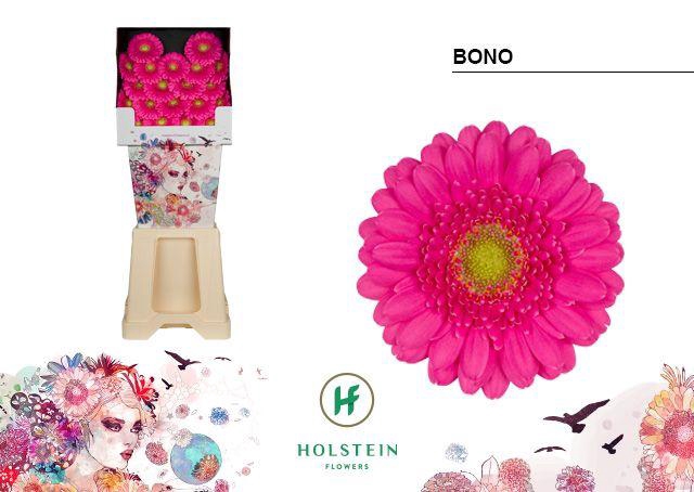 <h4>Germini Bono Diamond</h4>