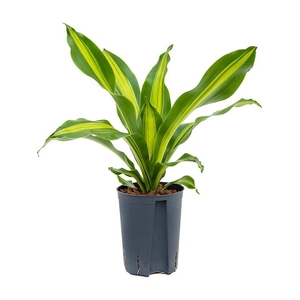 Dracaena fragrans 'Burley'