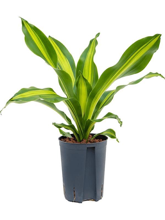 <h4>Dracaena fragrans 'Burley'</h4>