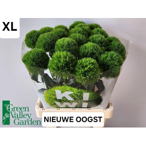 Di Barb Kiwi Mellow Xxl