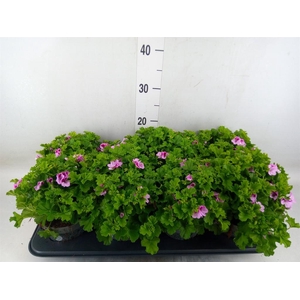 Pelargonium gran.   ..