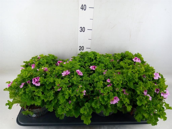 <h4>Pelargonium gran. ..</h4>