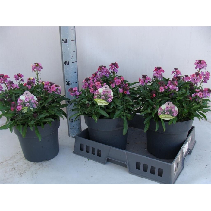 <h4>Erysimum  'Fragrant Sunshine'</h4>