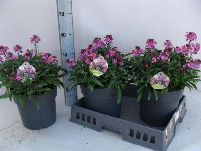 <h4>Erysimum  'Fragrant Sunshine'</h4>