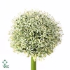 Allium white giant