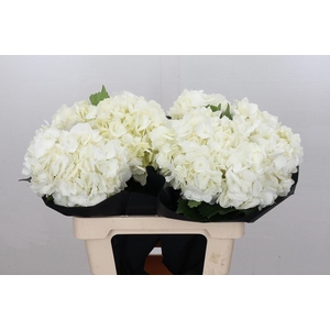 Hydrangea Premium White