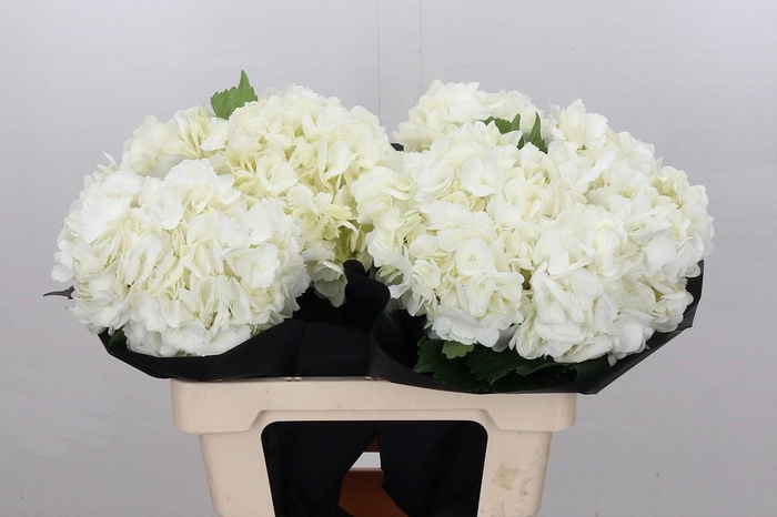 <h4>Hydrangea Premium White</h4>