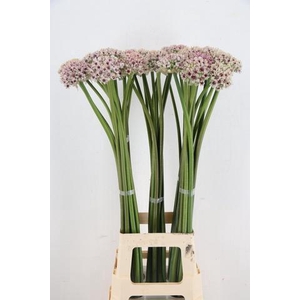 ALLIUM SILVERSPRING