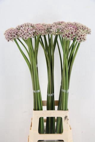 <h4>ALLIUM SILVERSPRING</h4>