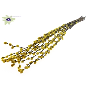 Pussy willow 60cm Yellow