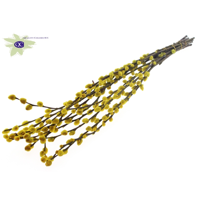 <h4>Pussy Willow 80cm Yellow</h4>