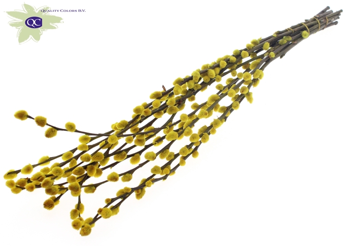 <h4>Pussy willow 60cm Yellow</h4>