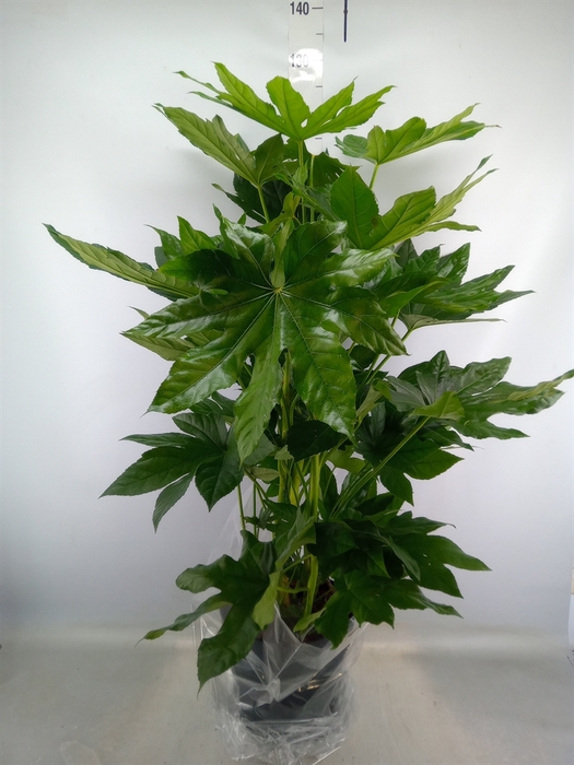 <h4>Fatsia japonica   ...</h4>